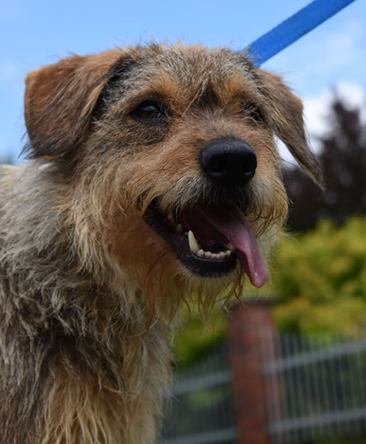 Benji