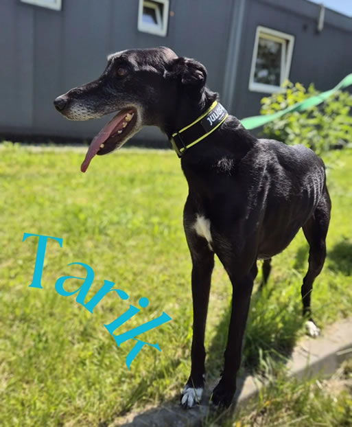 Tarik